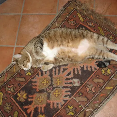 La Campana D'oro 2* Beverino